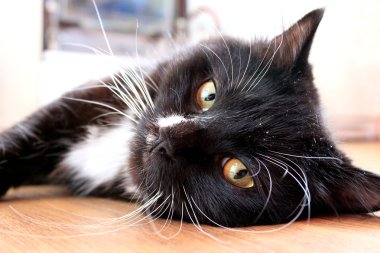 Kara kedi yerde yatıyor.