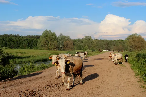 İnekler mera geri geliyor — Stok fotoğraf