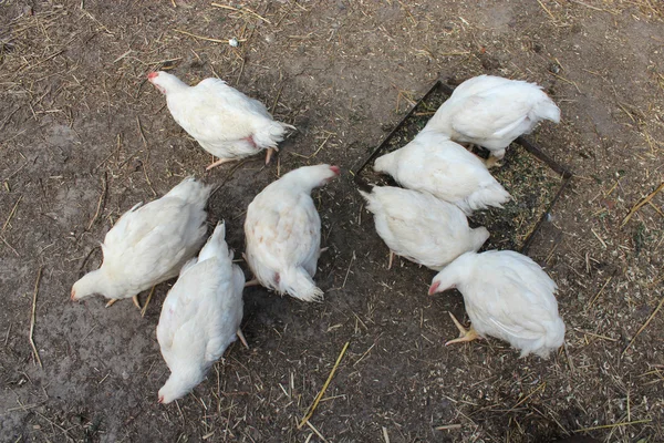 Kippen op een binnenplaats — Stockfoto