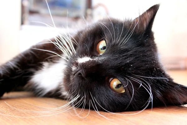 Gato negro acostado en el suelo —  Fotos de Stock