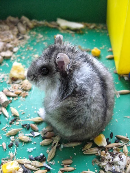 Små grå och fin hamster — Stockfoto