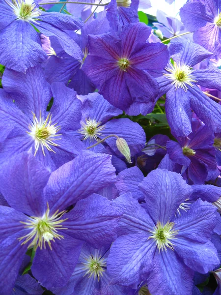 Vackra blå blommor av clematis — Stockfoto