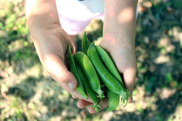 Pea pods in the hand — Stock Photo, Image