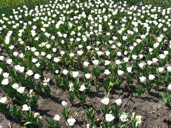 Białe tulipany na kwietniki — Zdjęcie stockowe