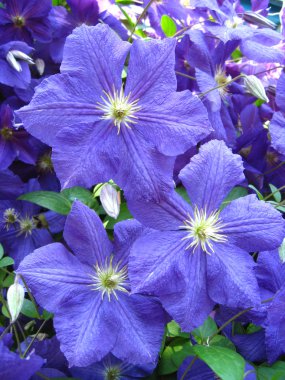 prachtige blauwe bloemen van clematis