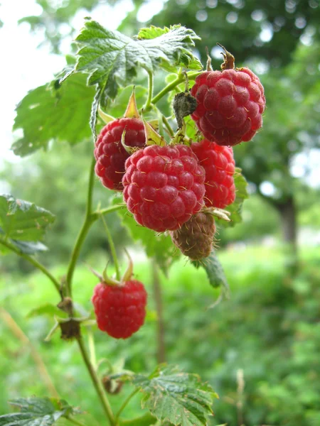 Rote reife Beeren der Himbeere — Stockfoto