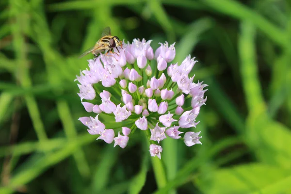 Volar sentado en la flor inusual —  Fotos de Stock