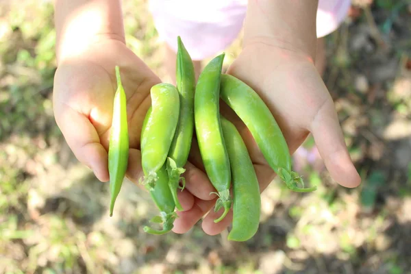 Pea pods in the hand — Stock Photo, Image