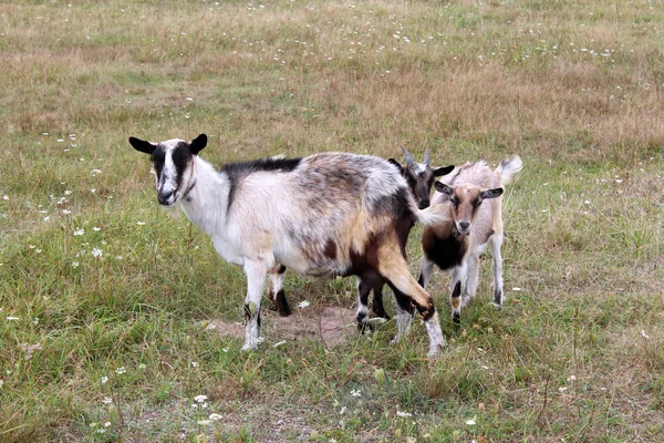 Keçi ve çocuk bir mera üzerinde — Stok fotoğraf