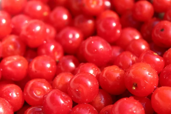 Frijoles de bayas rojas de Prunus tomentosa —  Fotos de Stock