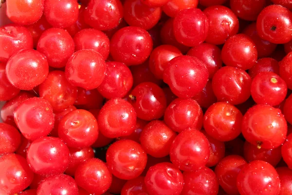 Friuts of red berries of Prunus tomentosa — Stock Photo, Image