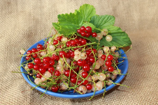Clusters of berries red and white currant on the plate — Stock Photo, Image