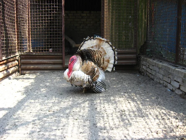 A fontos Törökország-kakas az állatkertben — Stock Fotó