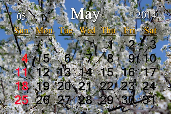 Calendar for May of 2014 year with branch of blossoming cherry — Stock Photo, Image