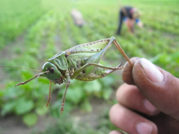 Locust Elimi yakaladı — Stok fotoğraf