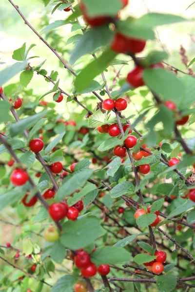 Rote Beeren von Prunus tomentosa hängen am Zweig — Stockfoto