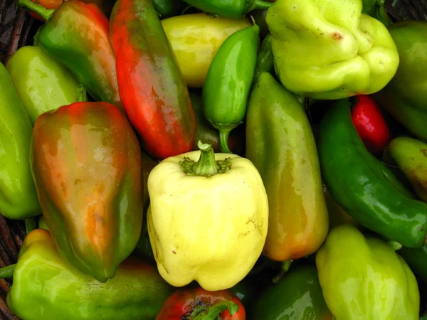 Crop of multicolour Bulgarian pepper — Stock Photo, Image