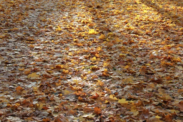Parque de outono com folhas — Fotografia de Stock