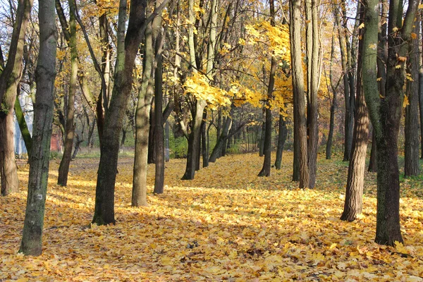 Parco autunnale con alberi e foglie — Foto Stock
