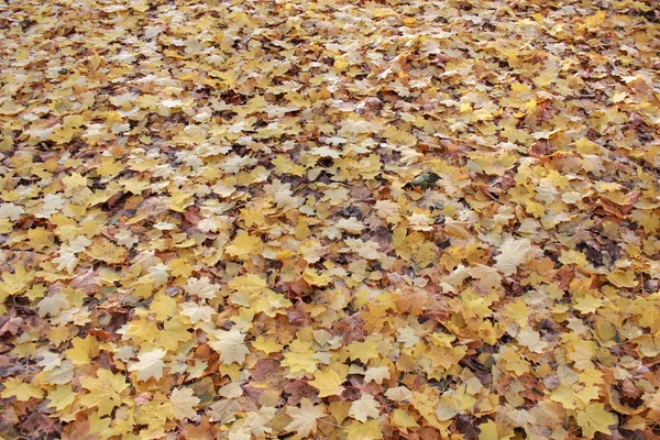 Podzimní park s listy — Stock fotografie