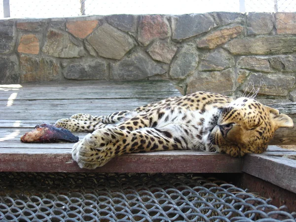 Sovande leopard och bit kött nära det — Stockfoto