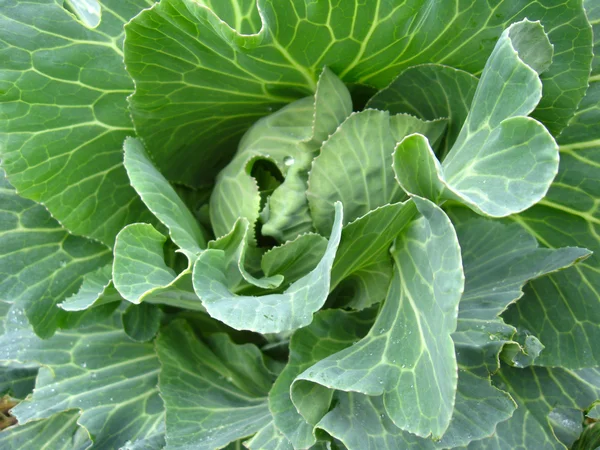 Plant of green cabbage — Stock Photo, Image