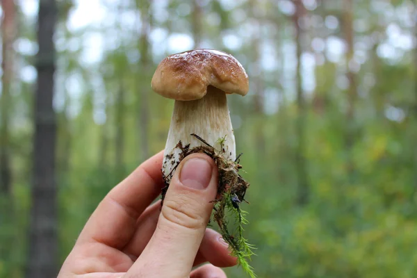 Beautiful and little cep in the hand — Stock Photo, Image
