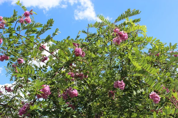 Roze bloemen van bloeiende acacia — Stockfoto