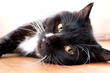 Kara kedi yerde yatıyor.