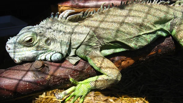 Hayvanat Bahçesi büyük yeşil iguana — Stok fotoğraf