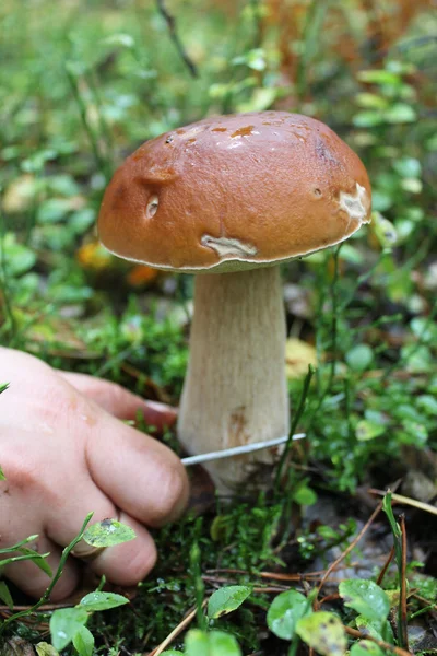 Hand with knife cutting off beautiful cep — Stock Photo, Image