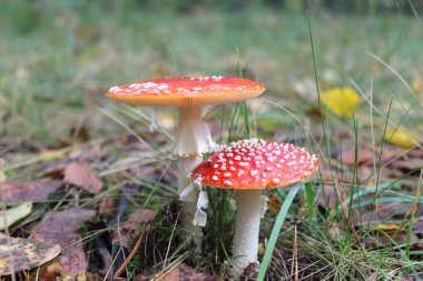 güzel kırmızı sinek agarics orman