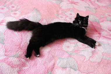 Kara kedi evlilik yatakta yüzükoyun yatıyordu