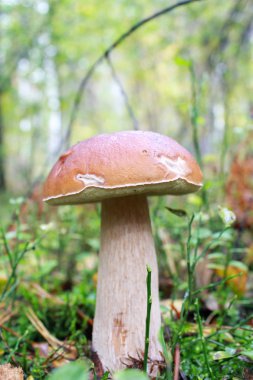 ormanda güzel ve küçük bir cep