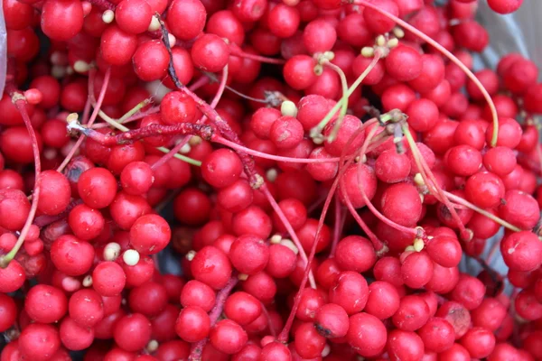 Harvest of red schizandra — Stock Photo, Image