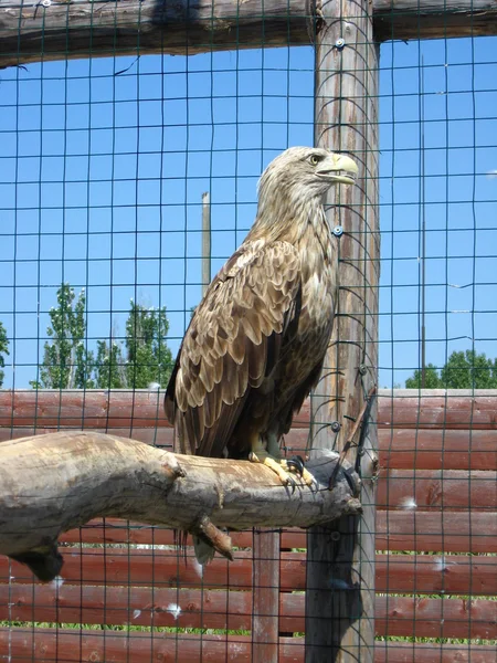 Eagle zittend op een tak in de dierentuin — Stockfoto