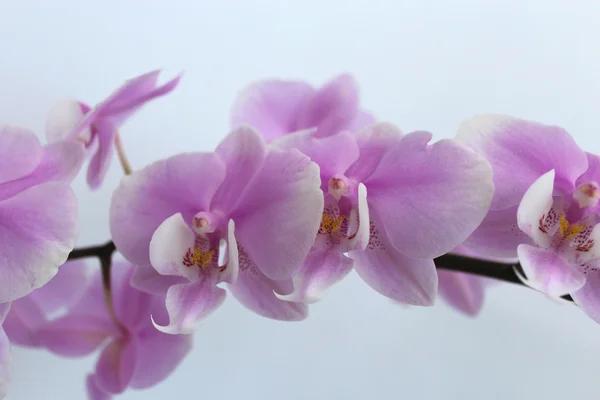 Ramo da orquídea rosa florescente — Fotografia de Stock