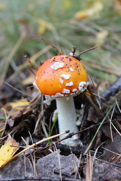 Vacker röd fluga person i skogen — Stockfoto