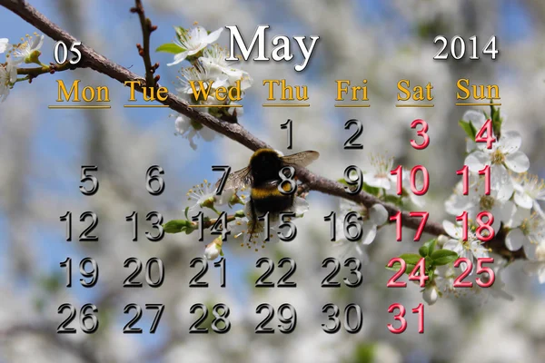 盛开的樱花支 2014 年 5 月的日历 — 图库照片