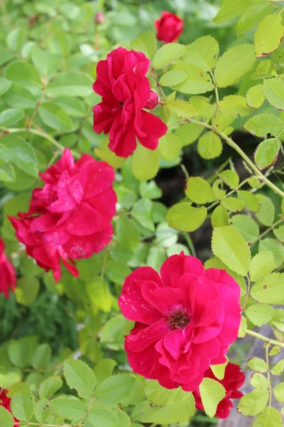 Bela flor de rosa vermelha — Fotografia de Stock