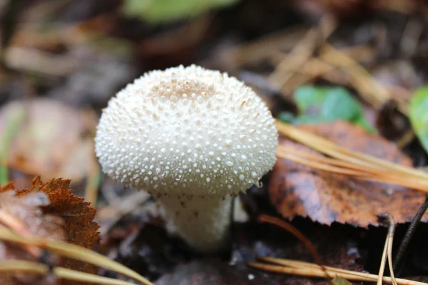 Lycoperdon의 백색 버섯 — 스톡 사진