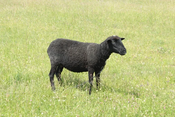 Black sheep grazing on the grass — Stock Photo, Image