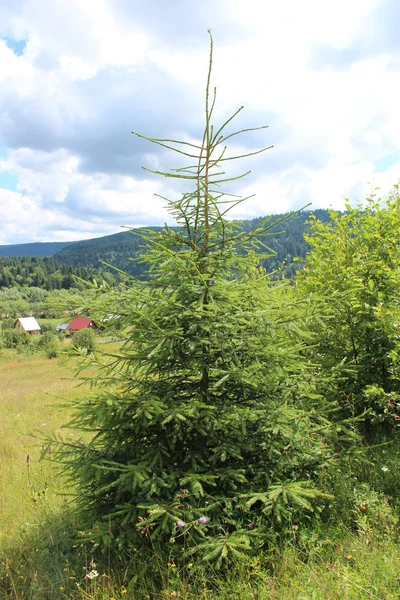 丘の上の緑の若い毛皮木 — ストック写真