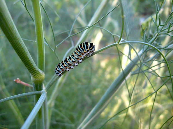 Caterpillar of the machaon on the branch of fennel — Stock Photo, Image