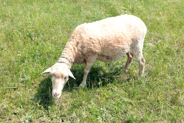 Pascolo di pecora su un'erba — Foto Stock