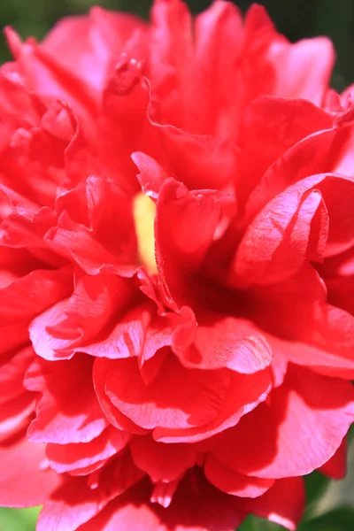 Rote Blume der Pfingstrose — Stockfoto