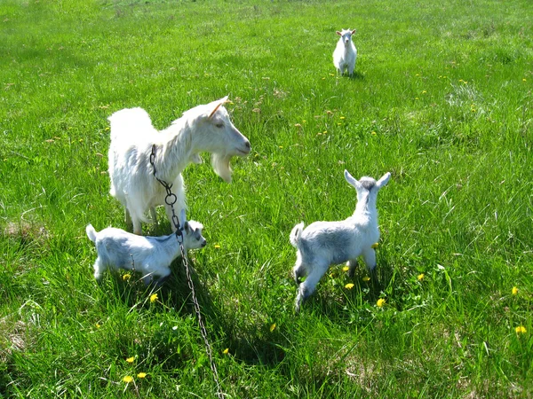 Chèvre et enfants dans un pâturage — Photo