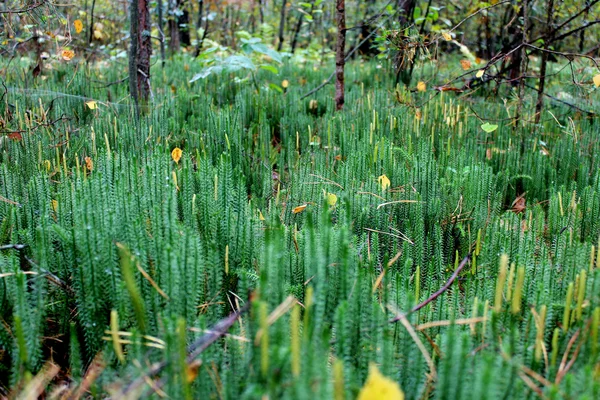 Madeira de pincel de Hypnum cupressiforme — Fotografia de Stock