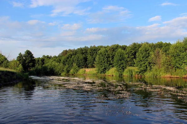 Пейзаж з річкою і гарний ліс — стокове фото