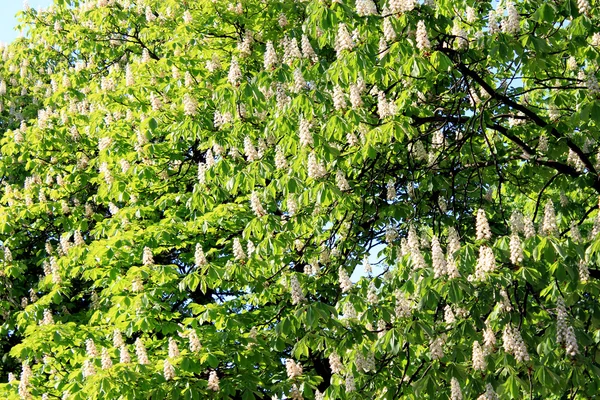 Krähe blühender Kastanien — Stockfoto